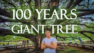 100 YEARS OLD GIANT Raintree in Kanchanaburi Thailand