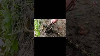 Angry dragon eats snake #snakebite #snakes #rescue #shorts #shortsreels