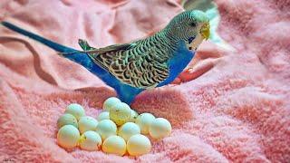 Egg Candling & Budgie Eggs Infertile