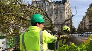 La folie des espaces verts  plus de verdure mais à quel prix ?