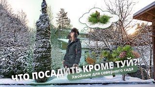 Что посадить кроме туй? Хвойные для северного сада.