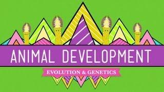 Animal Development Were Just Tubes - Crash Course Biology #16