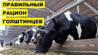 Кормление голштинских коров  Способы откорма  Откорм КРС  Коровы  Голштинские коровы