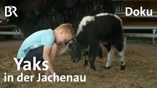 Yaks in der Jachenau Rinder - wollige Schale weicher Kern  Zwischen Spessart und Karwendel   BR