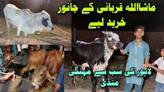 Bakra Eid Special  Qurbani K Janwar Kharid Liye with Jugnoo Food  Bakra Eid 2023