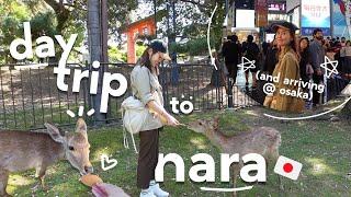 from kyoto to nara to osaka  japan vlog