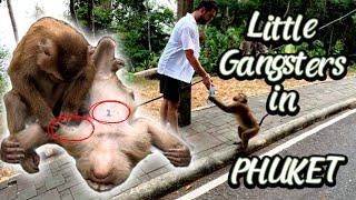 Dangerous Gangster Monkeys on Monkey Hill in Phuket Thailand 