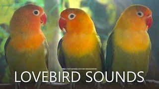 Lovebirds Sounds Another Lovebird Trio but With Uncommon Colors