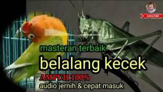 masteran terbaik BELALANG KECEK 5 jam full