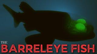 The Barreleye Fish - Spookfish