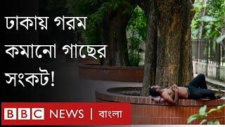 গরমে যে গাছগুলো কমাতে পারে তাপ  BBC Bangla