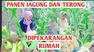 PANEN JAGUNG DAN TERONG DI PEKARANGAN RUMAH