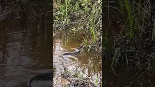 Snakes #animalshorts #naturelovers #herpetology #snakes #florida #wildlifephotography