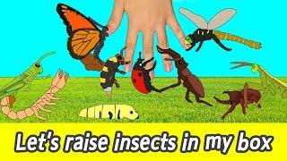 EN Lets raise insects in my box kids cartoon insects names for kidsㅣCoCosToy