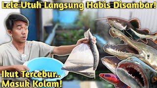 MENGERIKAN KASIH MAKAN IKAN MONSTER SAMPE TERCEBUR KE KOLAM YANG BARU DIKURAS