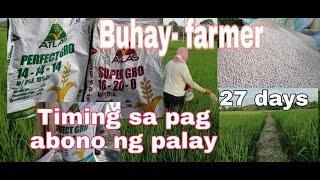 TAMANG PAG AABUNO NG PALAY   TIMING SA PAG AABUNO NG PALAY  buhay farmer