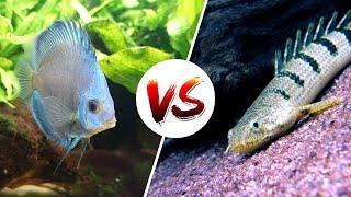 My 5 Favorite MONSTER Fish — Killer Beasts or Giant Wet Pets?