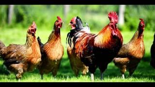 Chickens In A Barn Sound Effect