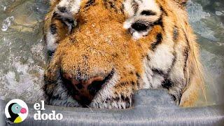 Tigre rescatado actúa como un niño pequeño en su nueva piscina  El Dodo