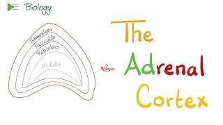 The Adrenal Cortex  Endocrine Glands  Biology Lectures