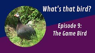 The game bird in New Brunswick Canada Whats that bird? Episode 9