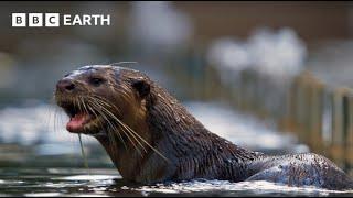 Amazing Otter Moments  BBC Earth