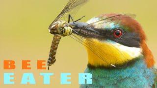 European bee-eater and dragonfly