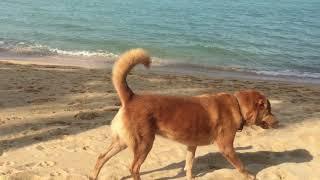 Собаки на пляже Самуи