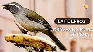 EVITE ERROS GRAVES NA MUDA DE PENAS DOS SEUS TRINCA FERROS .