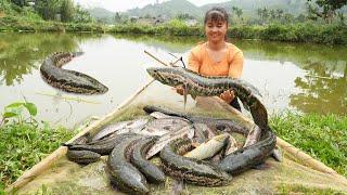 FULL VIDEO Cook Whole Fried Chicken Harvest Many Snakehead Fish Go To Market Sell Free Bushcraft