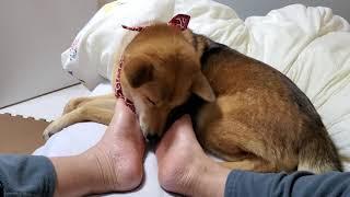 @NoguriTV　My dog Noguri loves to lick my feet　足舐め大好き愛犬ノグリ　Моя собака ногури любит　#hangout #relaxing