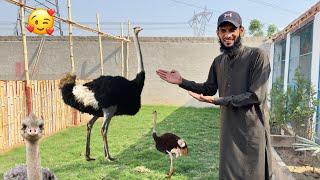 Surprise Mini Zoo K Liye Ostrich Ly Rhy 