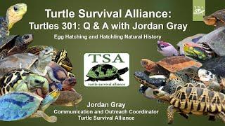 Turtles 301 Q & A with Jordan Gray