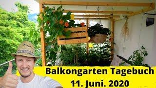 Balkongarten Tagebuch Rundgang am 11.Juni  Alles ist grün