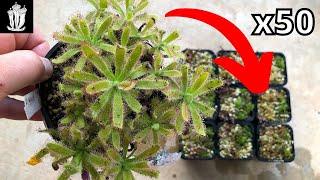 How to Make 50+ Plants from One - Propagating Drosera Sundews fly traps