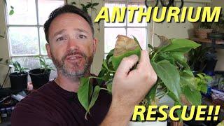 Anthurium Rescue  Care Guide  Flamingo Flower Care