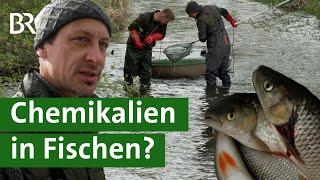 PFAS in Fischen Dieser bayerische Bach ist mit Chemie-Rückständen belastet  Unser Land  BR