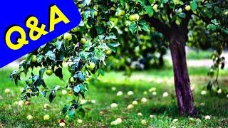 FRUIT DROP - Unripe Fruit Falling from Tree Q&A