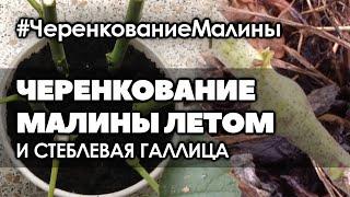  #1 Размножение малины черенками в августе и малинная стеблевая галлица.