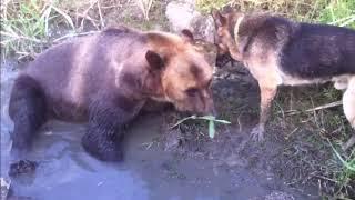 25 Videos Showing Why Bears Are Awesome  Cute & Funny Animals