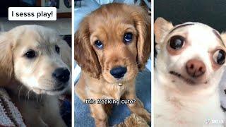 Best DOGS Compilation Video 