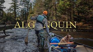 Is Algonquin Wild? - An Algonquin Park Canoe Story 4K - HDR