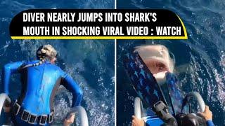 Diver nearly jumps into sharks mouth in viral video says I love that tiger shark