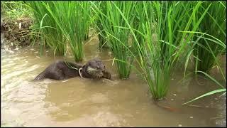 REJEKIOtter obhi cari makan sendiri