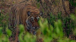 Deers Close Call with a Tiger  BBC Earth