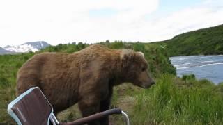 bear sits next to guy