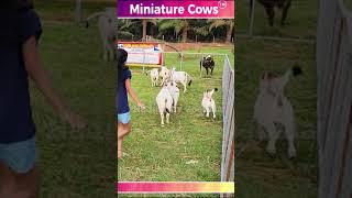 Mini Race with Mini Cows #reels #instagram #youtube #shorts #play #pets #cow #india  #farm