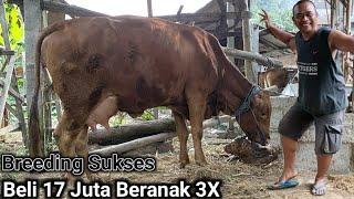 Sapi Melahirkan Yang Punya Kegirangan  Beli Sapi Indukan 17 Juta Sudah Beranak 3X