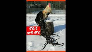 #shorts Biggest Hen Tail in Japan  Japan Facts in telugu 