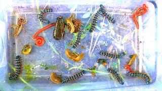 Hunt beautiful tri-colored caterpillars and swarms of unique insects
